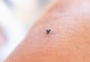 21 de cazuri de infecție cu virusul West Nile înregistrate de la începutul lunii iunie