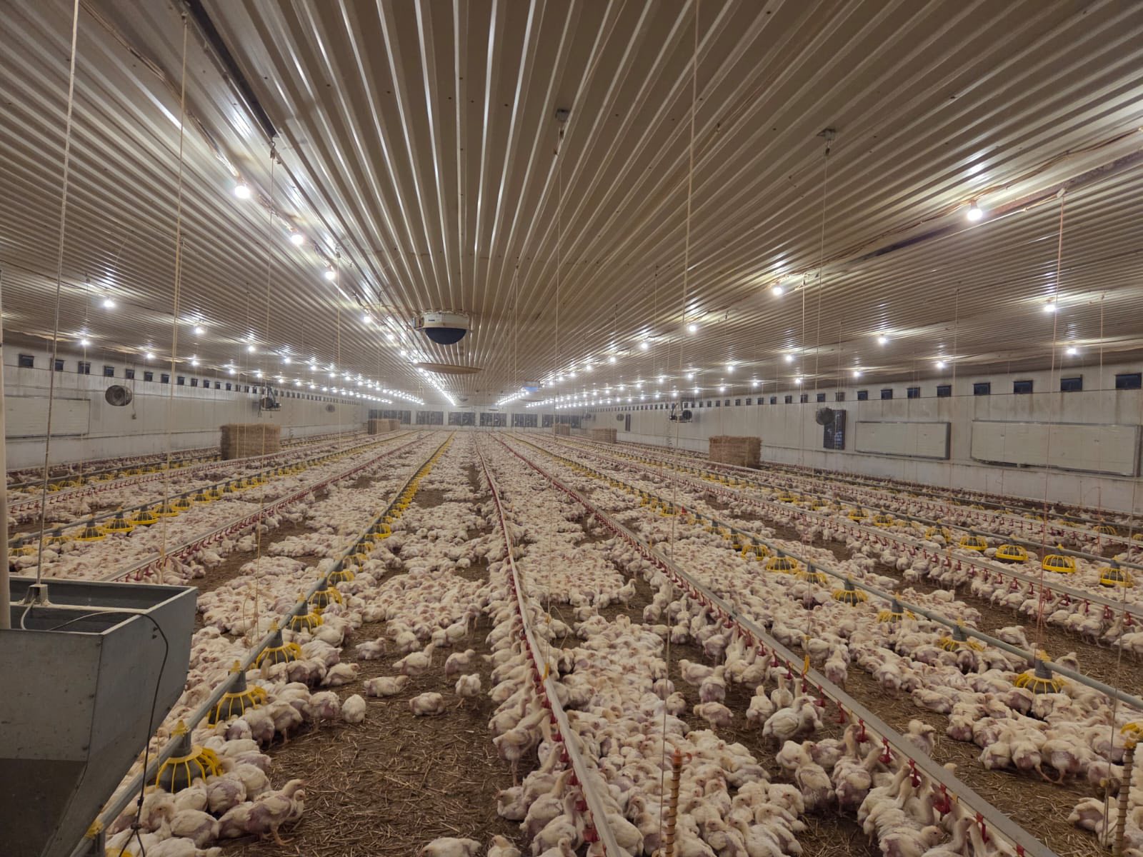 Control la o fermă avicolă din Constanța: risc de poluare și amendă de 50.000 lei