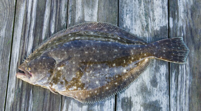 Braconaj piscicol în Costinești. Peste 30 de kilograme de pește confiscate