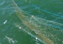 Plase ilegale de peste 700 de metri și sturioni capturați, descoperite în Marea Neagră