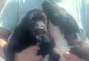 Shadow și Piper au fost adoptate din adăpostul public de animale din Constanța