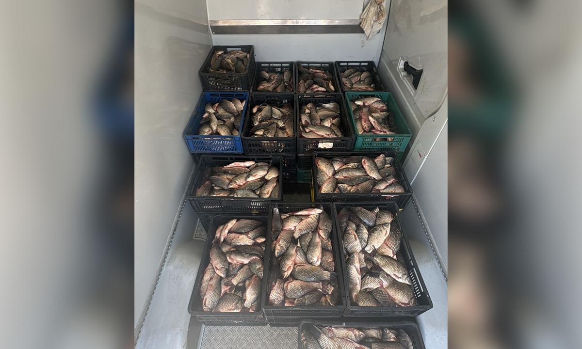 Braconaj piscicol în județul Constanța: aproape 800 kg de pește descoperite într-un microbuz