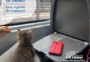 În ce condiții pot fi transportate animalele de companie în tren
