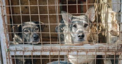 Caz grav în județul Constanța: 90 de câini malnutriți și bolnavi, la un adăpost din Runcu