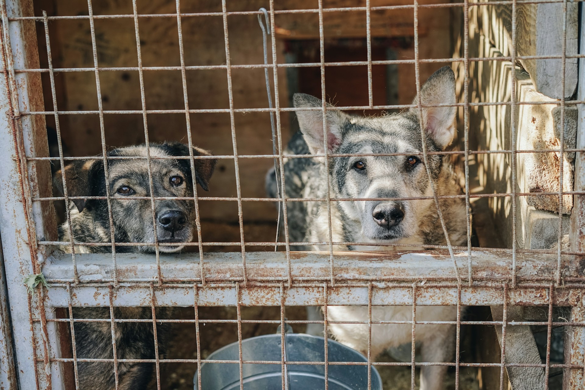 Caz grav în județul Constanța: 90 de câini malnutriți și bolnavi, la un adăpost din Runcu