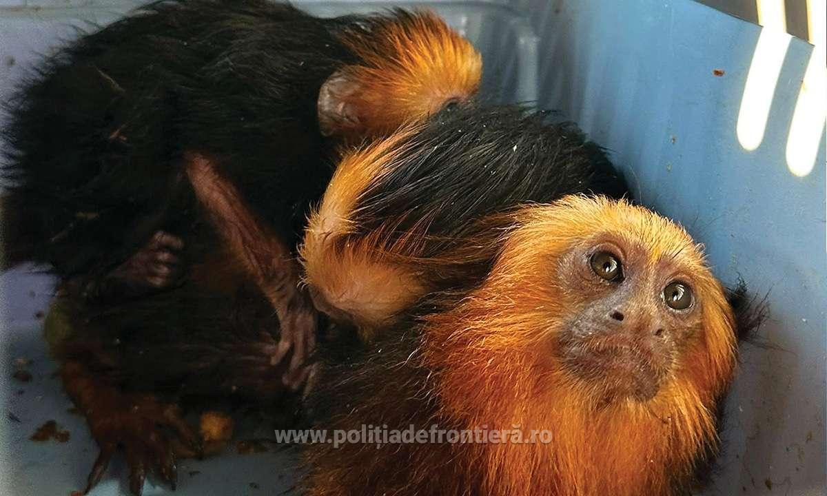 Descoperire neobișnuită la granița României: patru maimuțe ascunse în portbagajul unei mașini