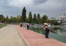 Noi acțiuni de dezinsecție și deratizare în Constanța și Mamaia. Atenție la momelile toxice amplasate în oraș