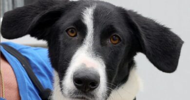 Snopy își caută o familie. Cățelul de doar 8 luni așteaptă să fie adoptat