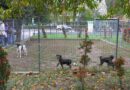 Șase căței de la Adăpostul Public din Constanța, în căutarea unei familii. Întâlnire specială cu liceenii, în Parcul Arheologic