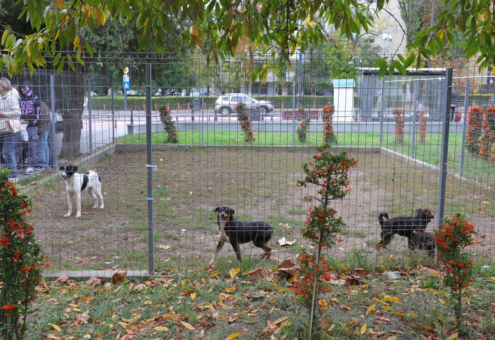 Șase căței de la Adăpostul Public din Constanța, în căutarea unei familii. Întâlnire specială cu liceenii, în Parcul Arheologic