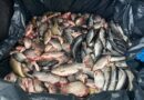 Peste 90 de kilograme de pește, vândute direct din portbagajul unei mașini, la Mircea Vodă. Doi bărbați, depistați de jandarmi