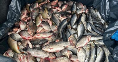 Peste 90 de kilograme de pește, vândute direct din portbagajul unei mașini, la Mircea Vodă. Doi bărbați, depistați de jandarmi