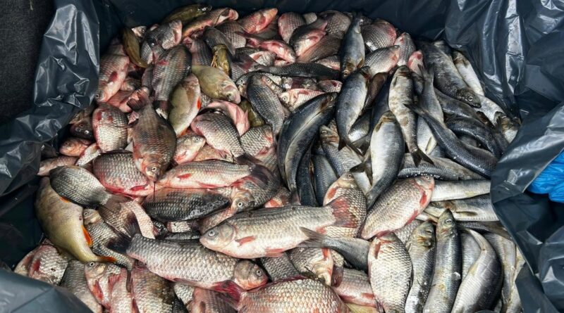 Peste 90 de kilograme de pește, vândute direct din portbagajul unei mașini, la Mircea Vodă. Doi bărbați, depistați de jandarmi