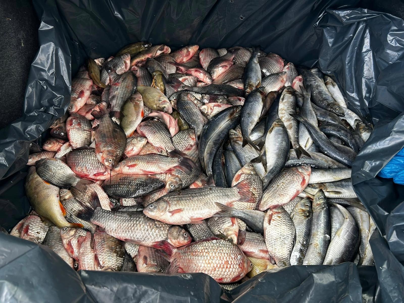 Peste 90 de kilograme de pește, vândute direct din portbagajul unei mașini, la Mircea Vodă. Doi bărbați, depistați de jandarmi