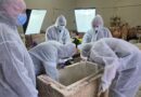 Descoperire arheologică importantă la Constanța: sarcofag roman intact, cu jucării și ghirlande de flori